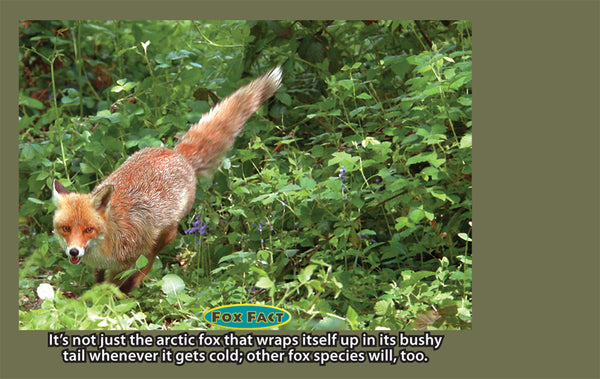 Fox Educational Wildlife Flipbook