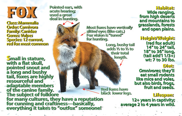 Fox Educational Wildlife Flipbook