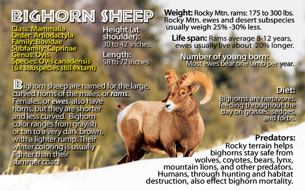 Bighorn Sheep fun facts flipbook page