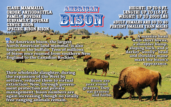 Bison fun facts flipbook page