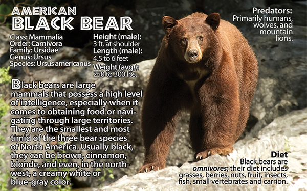 Black Bear Flipbook fun facts