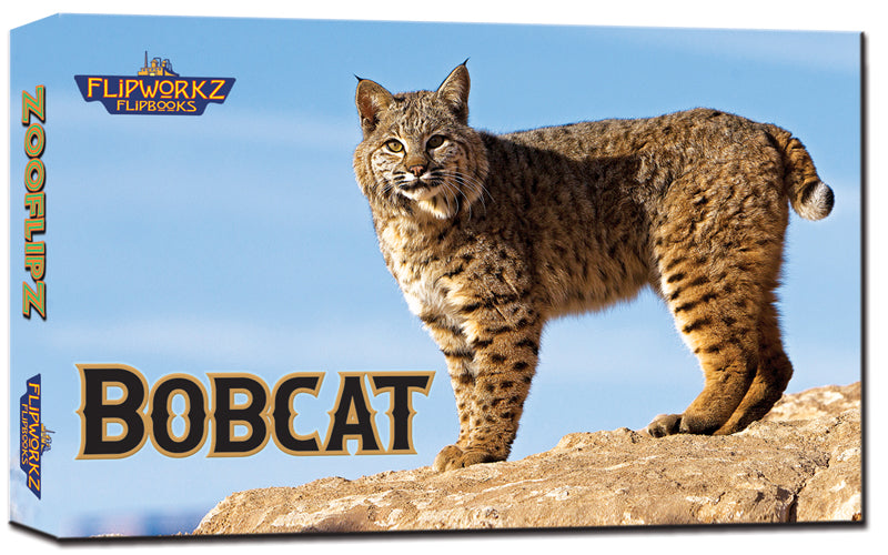 Bobcat Educational Wildlife Flipbook – Flipworkz Flipshop