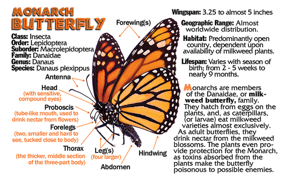 Butterfly fun facts