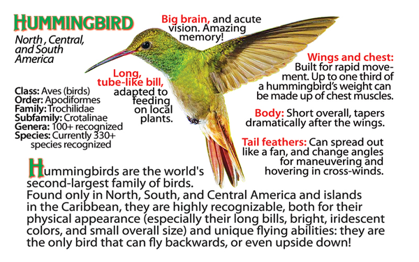 Hummingbird fun facts and photo