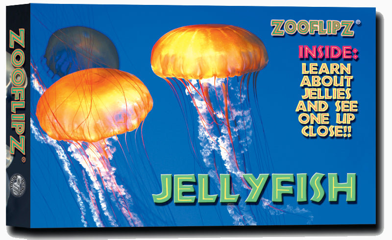ミュージック Plastic Tree JELLYFISH BREED FC LIVE DVD ミュージック Plastic Tree JELLYFISH BREED FC LIVE DVD