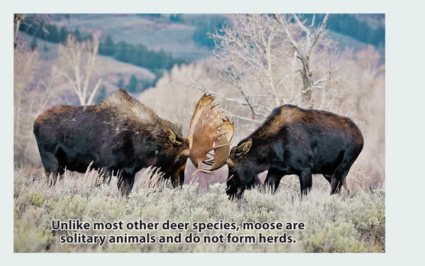 Moose Educational Wildlife Flipbook