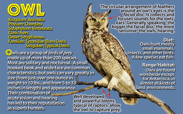 Owl photo and fun facts