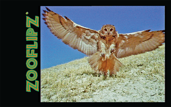 Owl in flight, large wing span, photo
