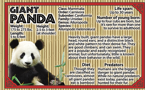Panda photo and fun facts