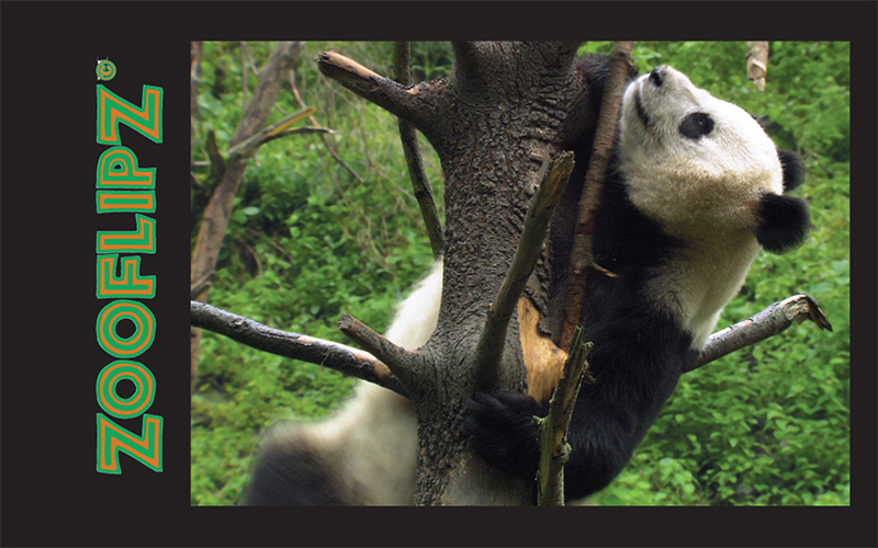 Panda Educational Wildlife Flipbook – Flipworkz Flipshop