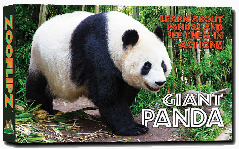 Panda☆ 090914-vmed-panda.jpg