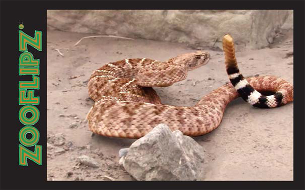 rattlesnake rattler