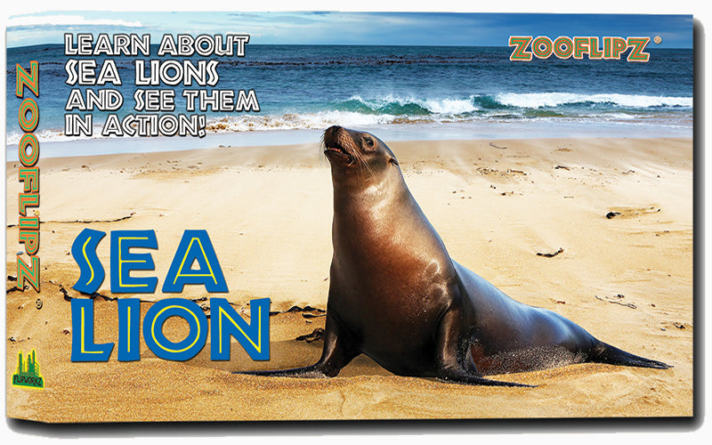 Sea lion Amazon.com: Safari Ltd. Sea Lion Figurine - Detailed 3.1