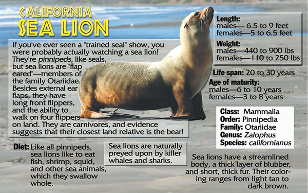 Sea lion photo and fun facts