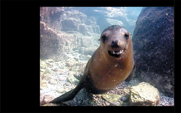 Sea lion swims to camera