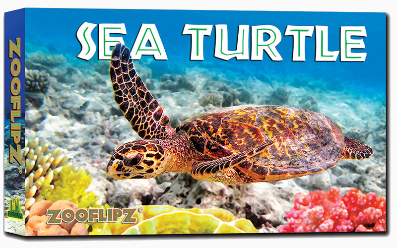 Discover Sea Turtles - Cherry Lake Publishing Group