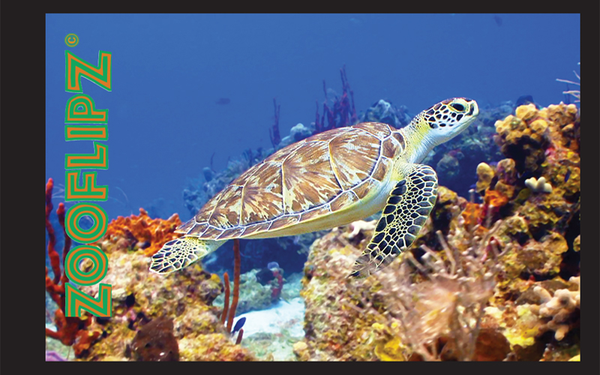 Sea turtle swimming by coral reef