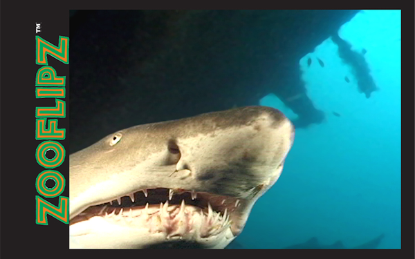 Shark and shark teeth