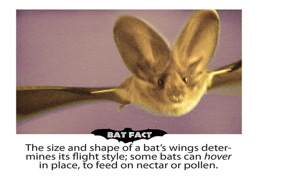 Bat Educational Wildlife Flipbook