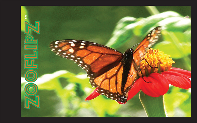 Butterfly Educational Wildlife Flipbook – Flipworkz Flipshop