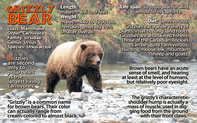 Grizzly Bear Characteristics