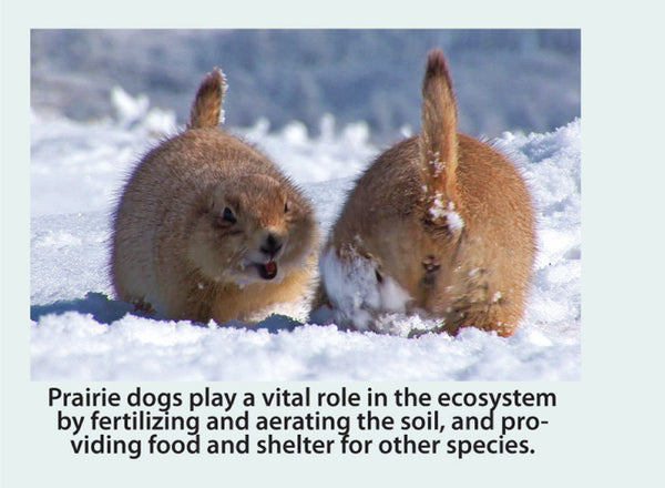Prairie dog fun photo and fun fact