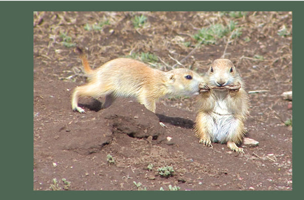 cute prairie dogs