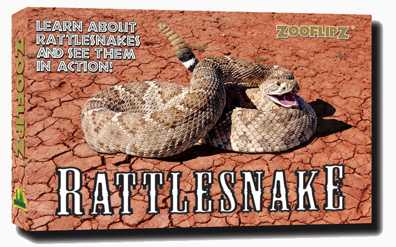 Rattlesnake Educational Wildlife Flipbook – Flipworkz Flipshop