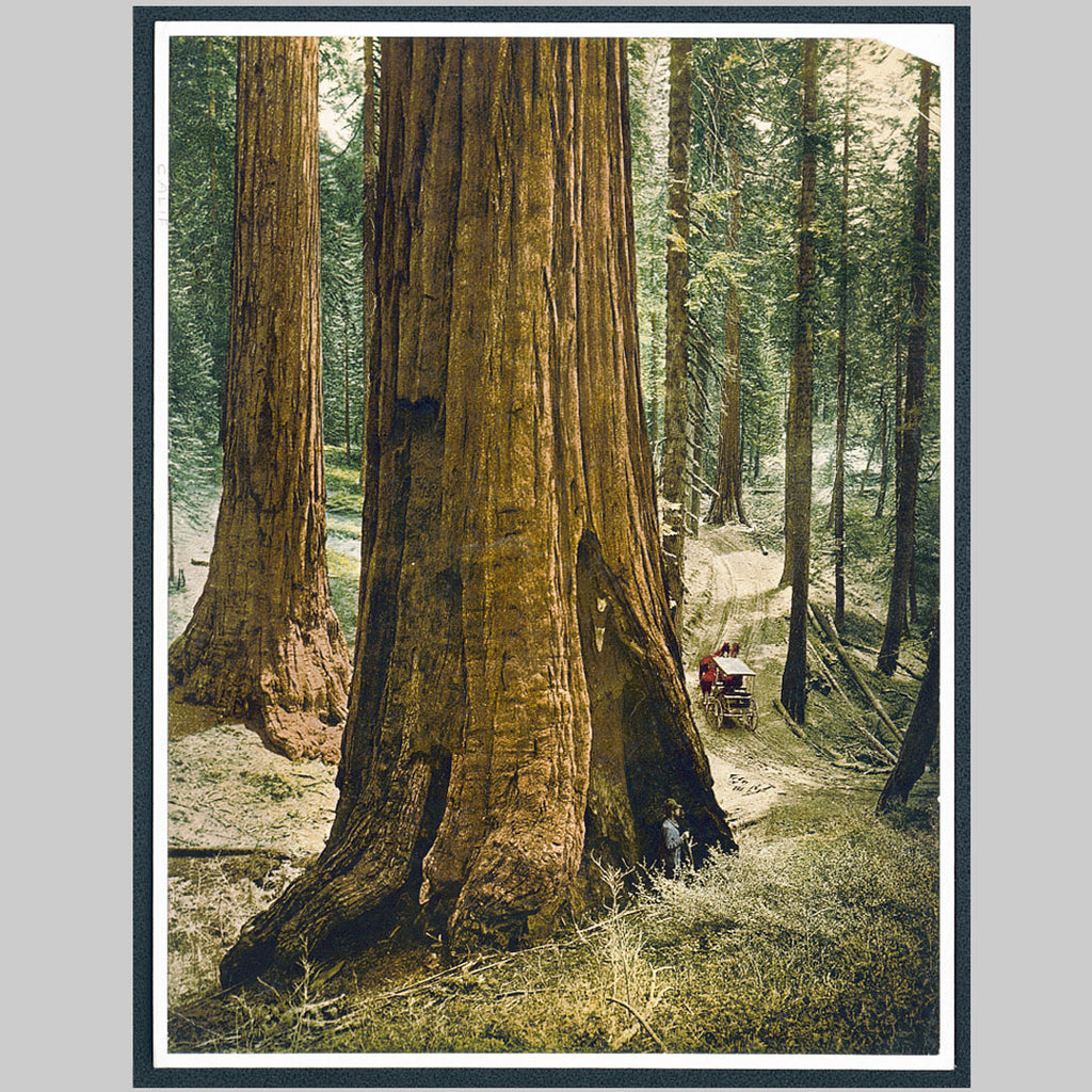 Save the Sequoias!