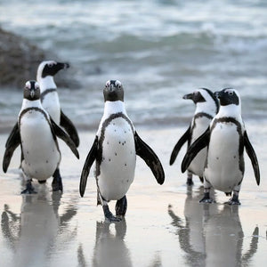 Some good news for Penguins!