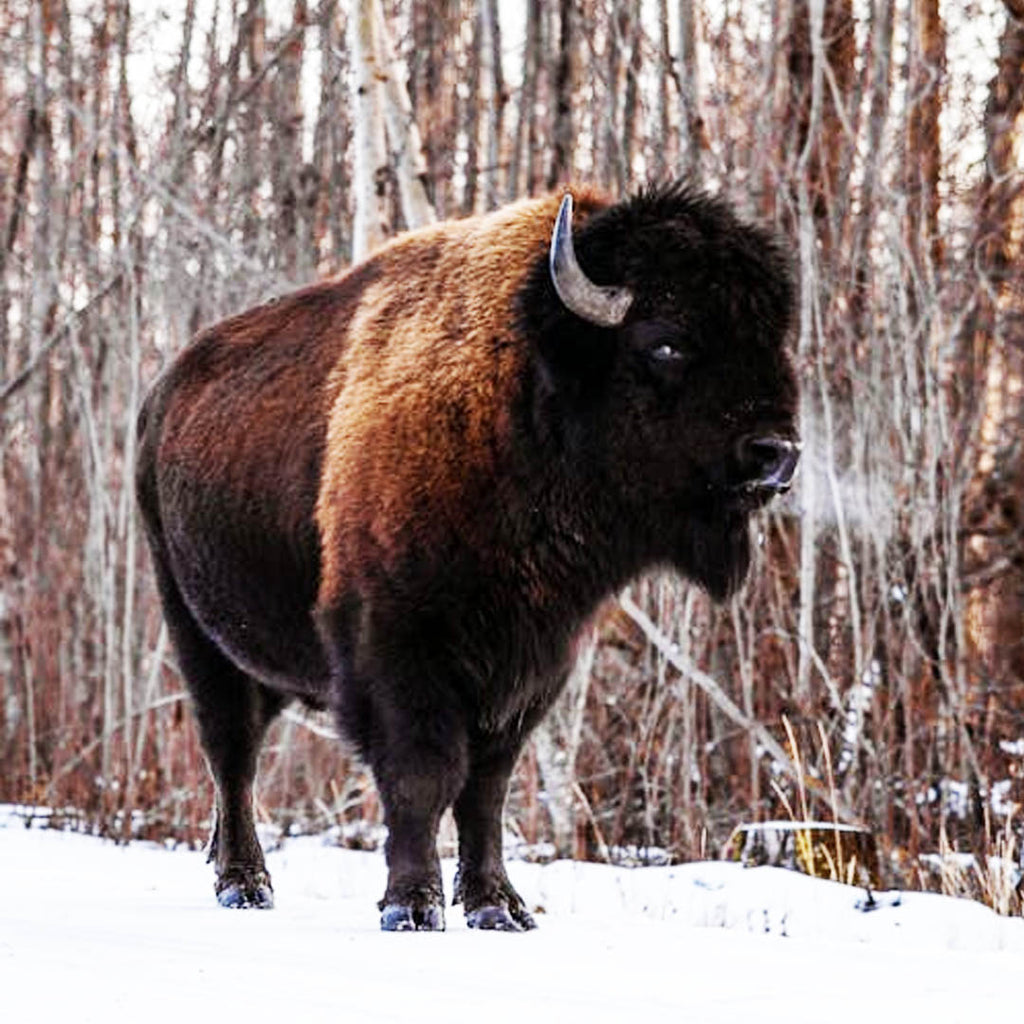 Happy National Bison Month!