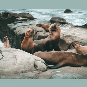 Save the Sea Lions!