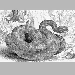 National Serpent Day!