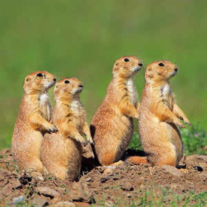 Hot off the presses! Flipworkz is pleased to announce our newest title: Prairie Dog!