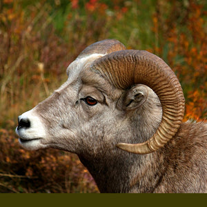 Good news for Bighorn Sheep!