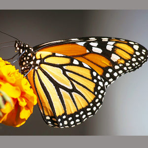 Monarch Butterfly news