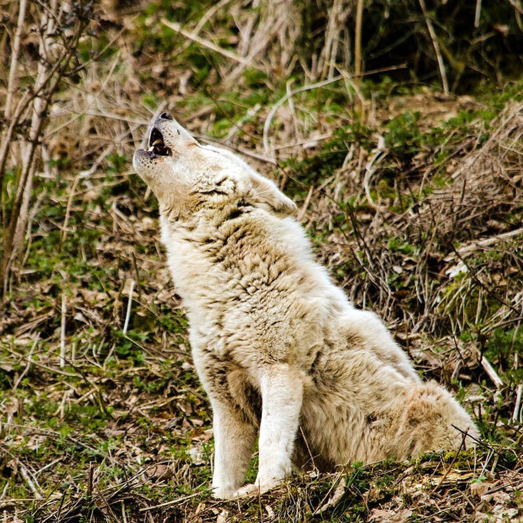 Howling for Joy!