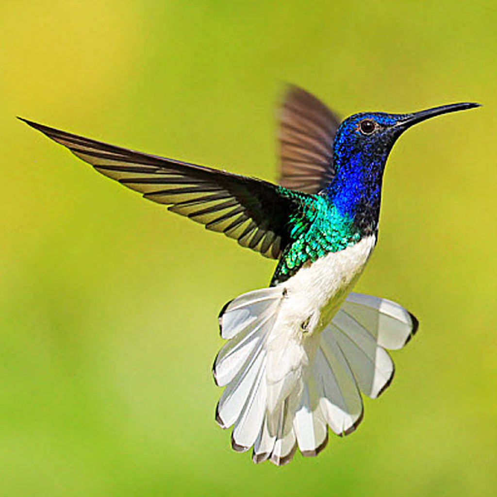 Fun hummingbird fact!