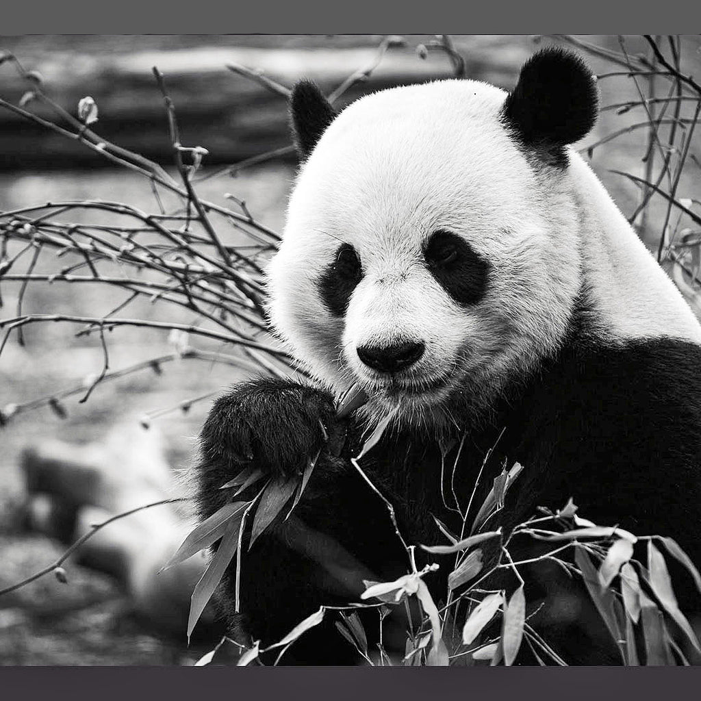 The National Zoo Panda Exhibit's 50th anniversary!