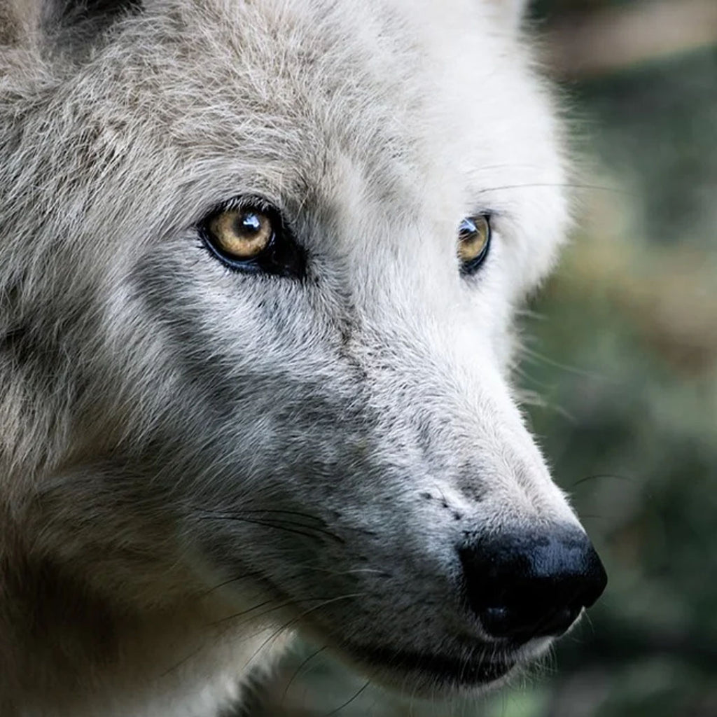 National Wolf Awareness Week!