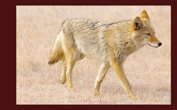 Coyote Wildlife Flipbook