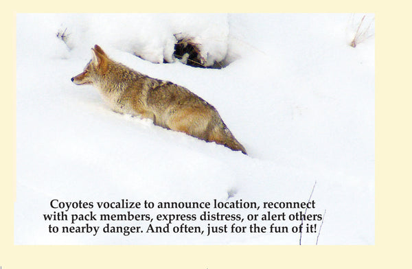 Coyote Wildlife Flipbook