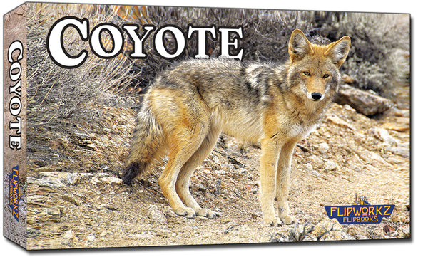 Coyote Wildlife Flipbook