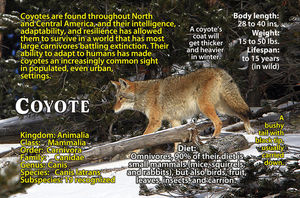 Coyote Wildlife Flipbook