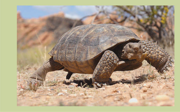 Desert Tortoise Wildlife Flipbook