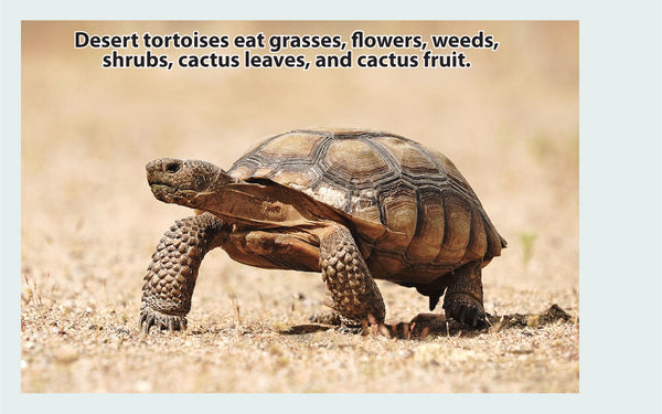 Desert Tortoise Wildlife Flipbook