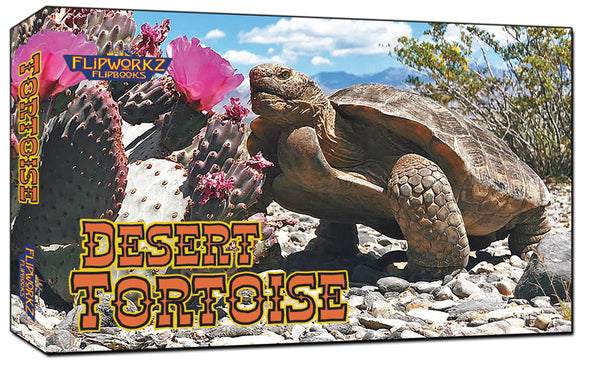 Desert Tortoise Wildlife Flipbook