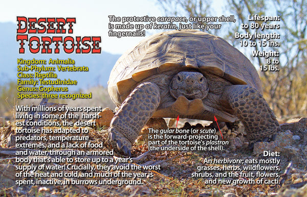 Desert Tortoise Wildlife Flipbook