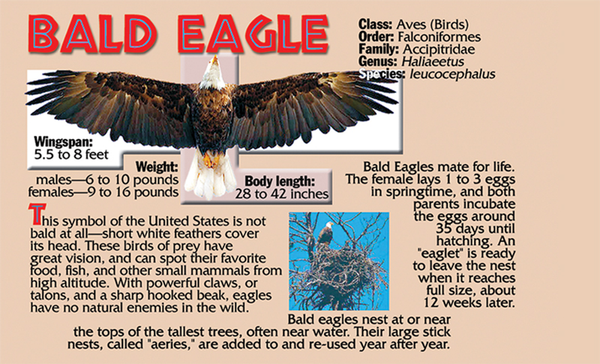 Bald Eagle Facts, inside cover of Flipbook