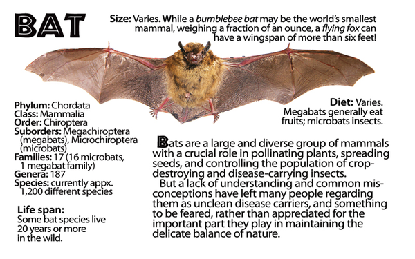 Bat fun facts on inside cover of flipbook